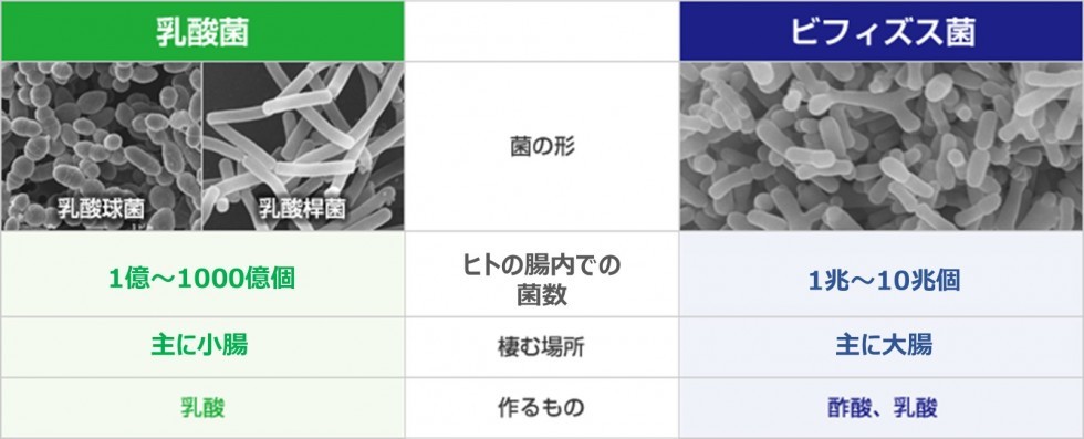 いい菌と悪い菌の違いは何ですか？