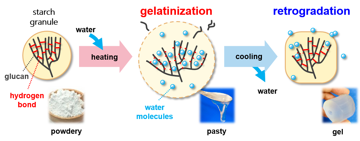 corn starch structure